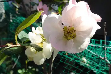 ボケ・阿久和川