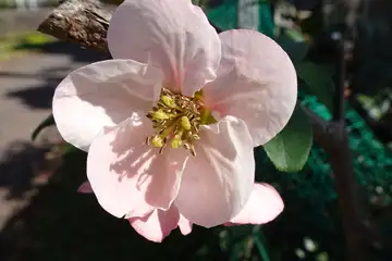 ボケ・阿久和川