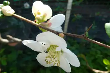 ボケ・阿久和川