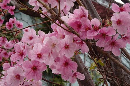 ヨコハマヒザクラ・横浜市都筑区