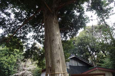 横浜市港北区・新吉田杉山神社の銘木古木指定のカヤ