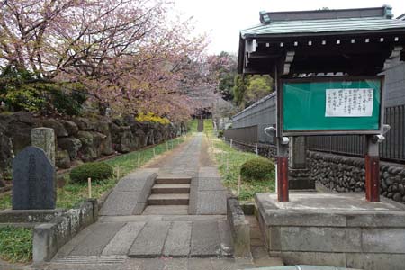 横浜市港北区・西方寺の咲き残ったカワズザクラの参道