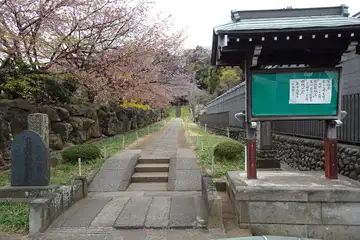 横浜市港北区・西方寺の咲き残ったカワズザクラの参道