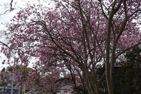 モクレン・横浜市港北区西方寺