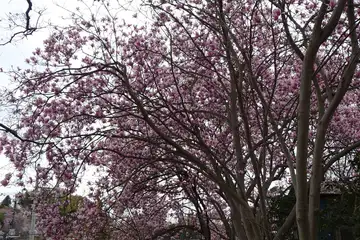 横浜市港北区・西方寺のモクレンは満開