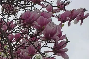 モクレン・横浜市港北区西方寺