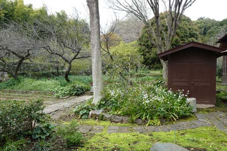 小田原市・玉伝寺に梅の木林