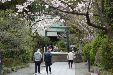 小田原市・報徳二宮神社の桜が咲く参道
