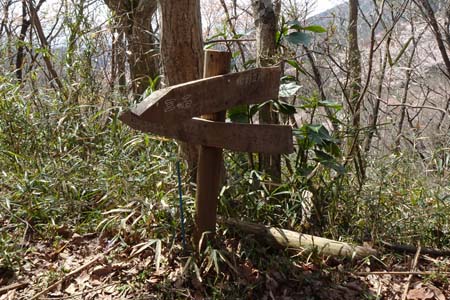 千代田アルプス・金命水への道を分け