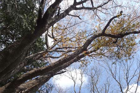 ４番布袋桜・千代田アルプス