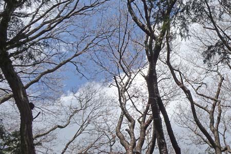 ２番大黒桜・千代田アルプス