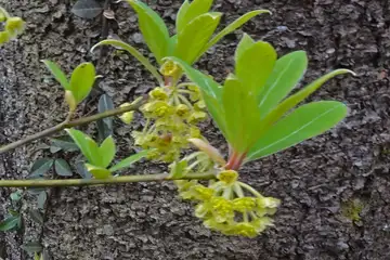 クロモジ・千代田アルプス