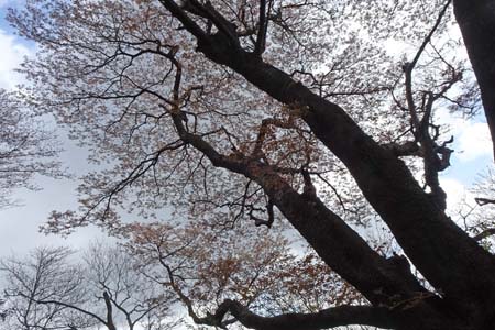 見上げる翁桜・千代田アルプス