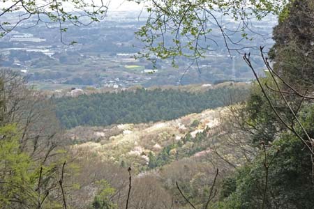 千代田アルプス・木立の先に山桜