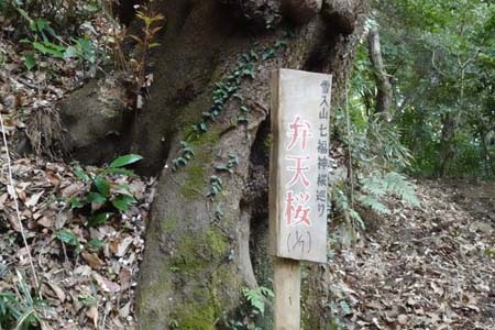 １番弁天桜・千代田アルプス