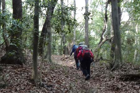 千代田アルプス・緩やかに山道を登り