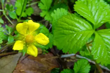 ヘビイチゴ・千代田アルプス