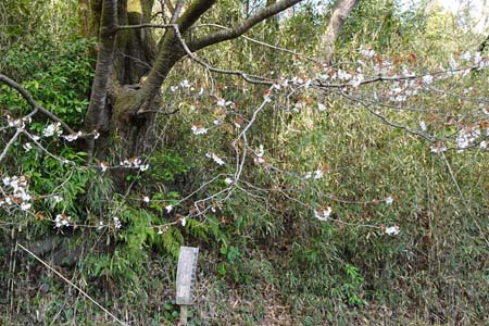 ７番福禄寿桜・千代田アルプス