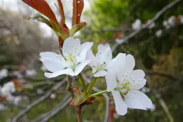 ヤマザクラ・千代田アルプス