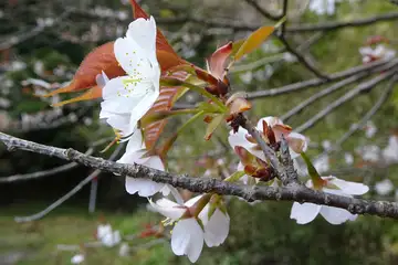 ヤマザクラ・千代田アルプス