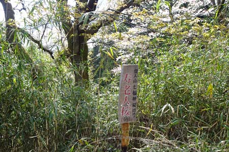 ６番寿老人桜・千代田アルプス