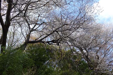 天空桜・千代田アルプス