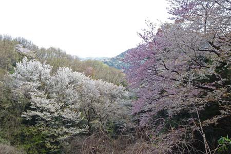 咲き競う山桜・千代田アルプス