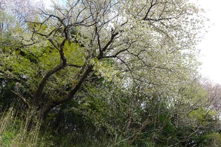 白妙桜・千代田アルプス