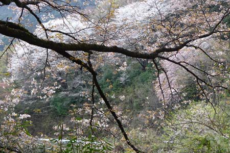 大展望桜・千代田アルプス
