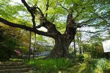 金山の大ケヤキ