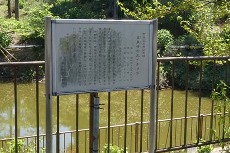 嵐山町・金泉寺の大銀杏案内板