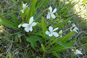 アリアケスミレ・嵐山市杉山城