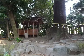 川越市・川越氷川神社の御手洗川の神木