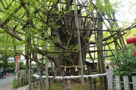 川崎市川崎区・稲毛神社の大銀杏