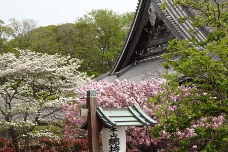 横浜市鶴見区・総持寺に満開の桜が咲く