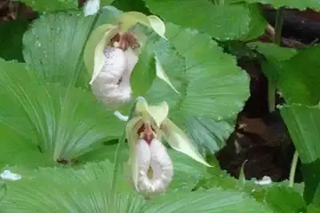 クマガイソウ・西山峠から南高尾山稜