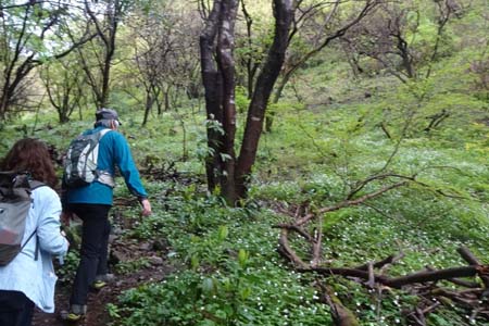 西山峠から南高尾山稜・ニリンソウの群生地