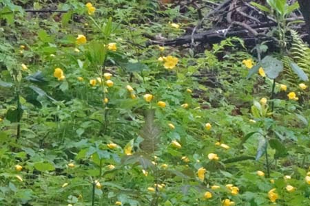 ヤマブキソウの群生・西山峠から南高尾山稜
