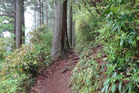 西山峠から南高尾山稜・なだらかな山道が続きます