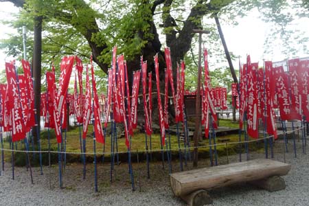 秩父市・秩父今宮神社のご神木の龍神木