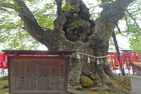 秩父市・秩父今宮神社の龍神木の案内板