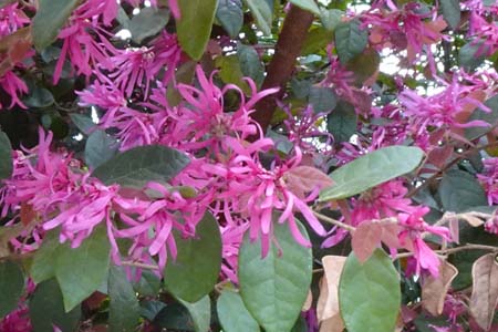 トキワマンサク・秩父市野坂寺