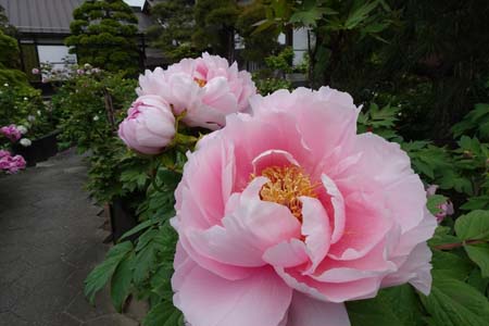少林寺のボタン