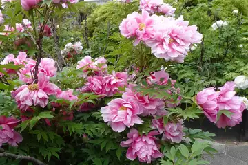 ボタン・秩父市少林寺