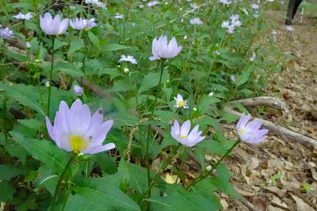 ミヤマヨメナ・霞丘陵