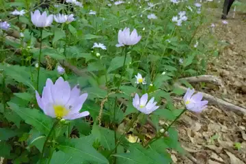 ミヤマヨメナ・霞丘陵
