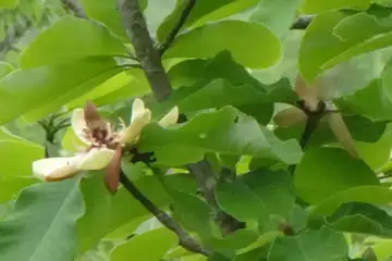 ホオノキ・霞丘陵