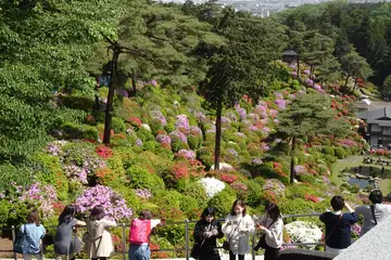 塩船観音のツツジ