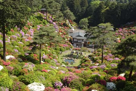 霞丘陵から塩船観音・斜面には2万本と言われるツツジ
