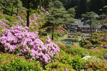 塩船観音のツツジ